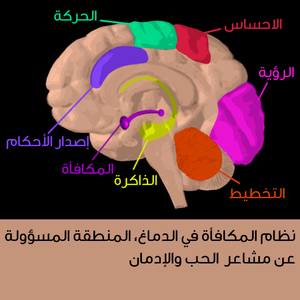 عقل الإنسان