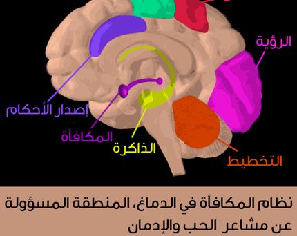 عقل الإنسان